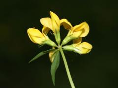 inflorescence, picture from below